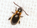 Longitarsus dorsalis